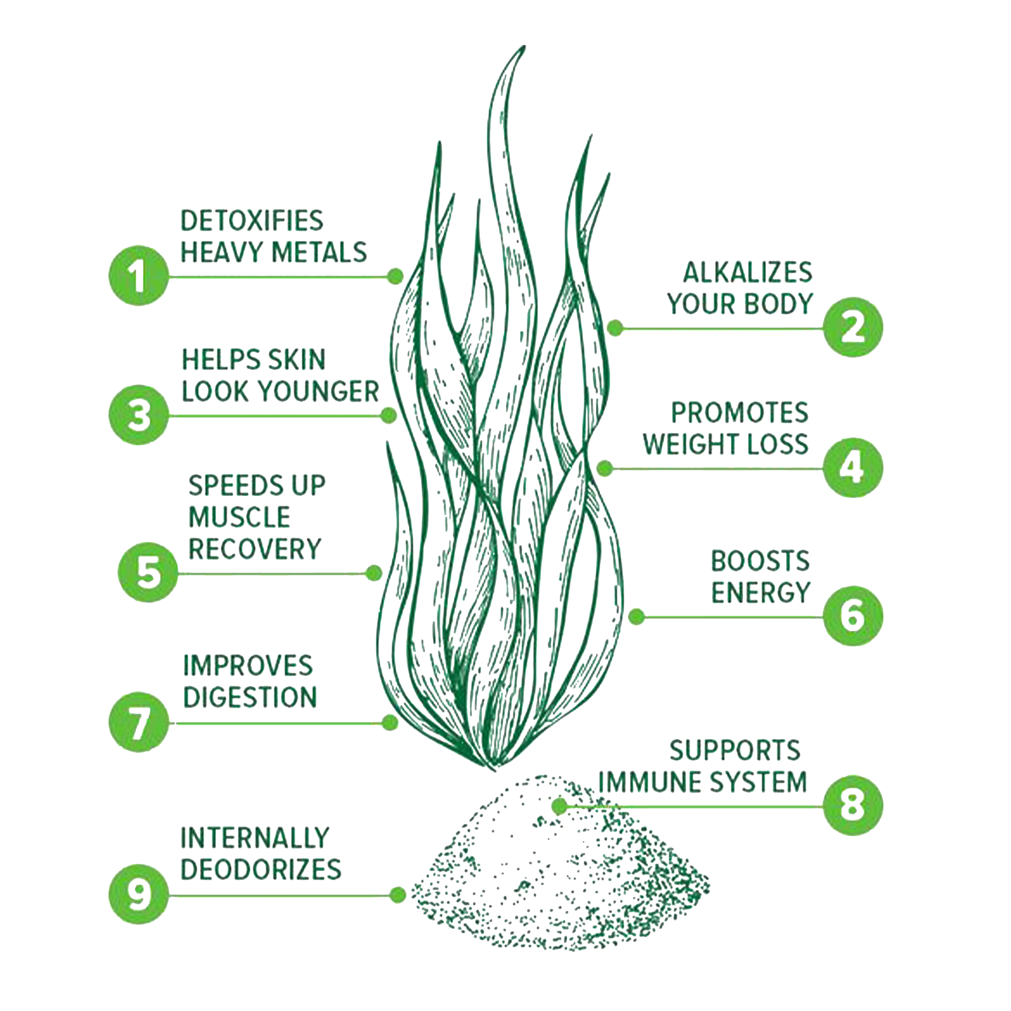 Benefits of Chlorella Powder