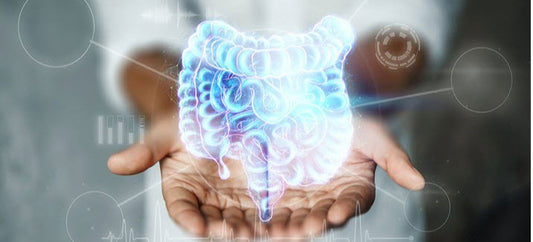 How a Healthy Gut Supports the Immune System